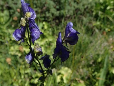 Aconitum columbianum, photographed by joergmlpts