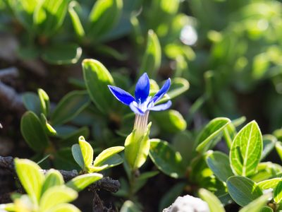 Gentiana utriculosa, photographed by carnifex