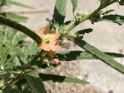 Sphaeralcea angustifolia, photographed by Reid Hardin