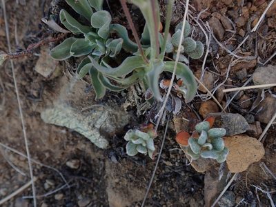 Campanula scabrella, photographed by joergmlpts