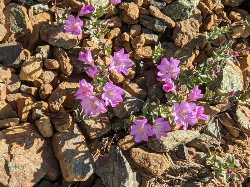 Epilobium siskiyouense, photographed by joergmlpts