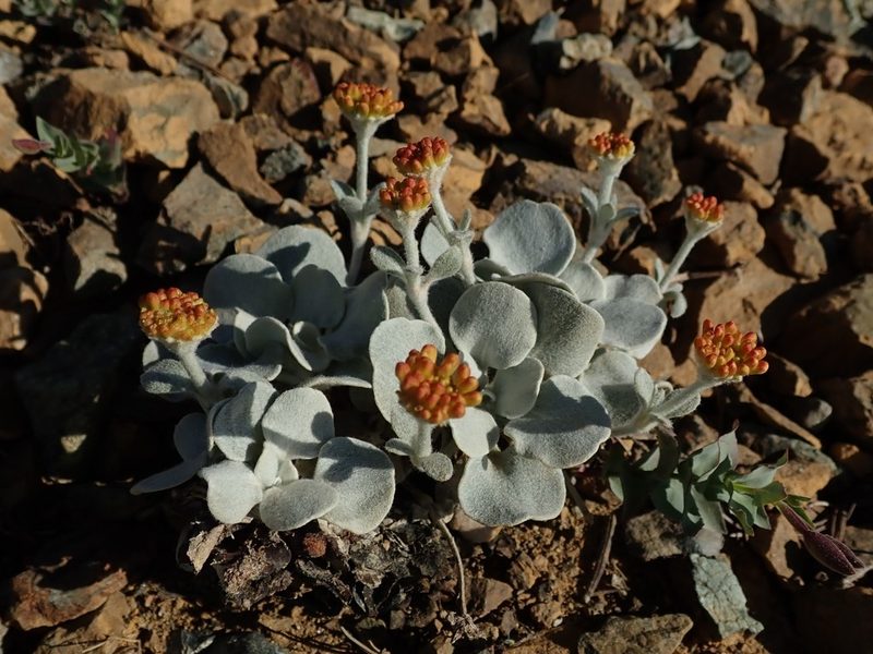 Eriogonum alpinum, photographed by joergmlpts