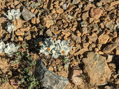 Eriogonum alpinum, photographed by joergmlpts
