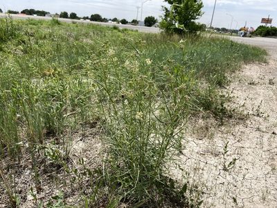 Asclepias subverticillata, photographed by Reid Hardin