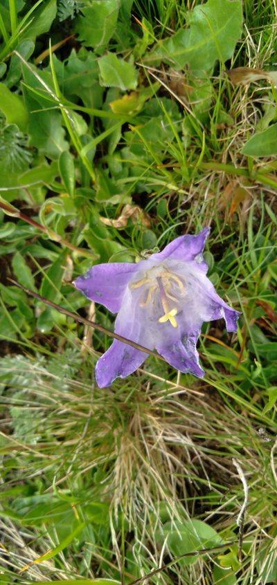 Campanula tridentata, photographed by Mikhail Nevsky