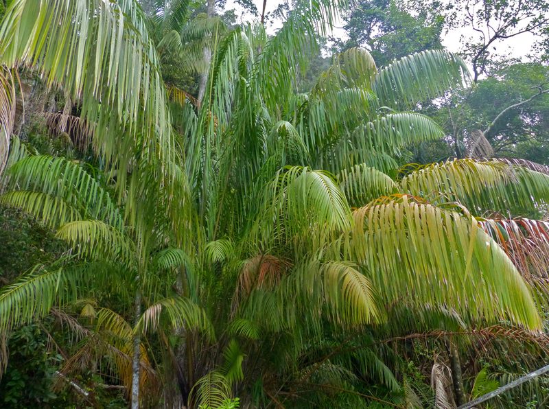 Eugeissona utilis, photographed by Bernard DUPONT