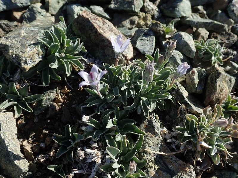 Campanula scabrella, photographed by joergmlpts