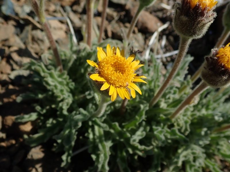 Hulsea nana, photographed by joergmlpts