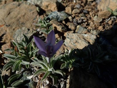 Campanula scabrella, photographed by joergmlpts