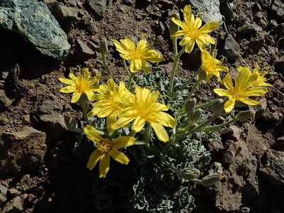 Crepis occidentalis, photographed by joergmlpts