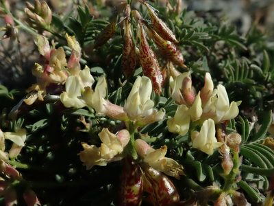 Astragalus whitneyi, photographed by joergmlpts