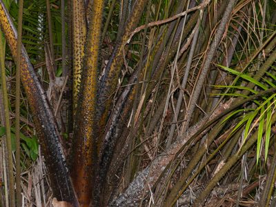 Eugeissona utilis, photographed by Bernard DUPONT