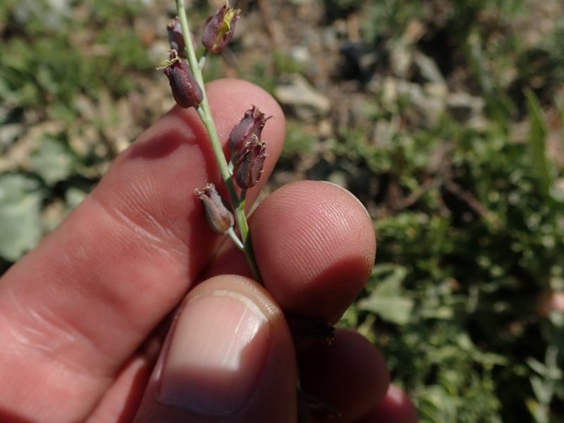 Streptanthus barbatus, photographed by joergmlpts