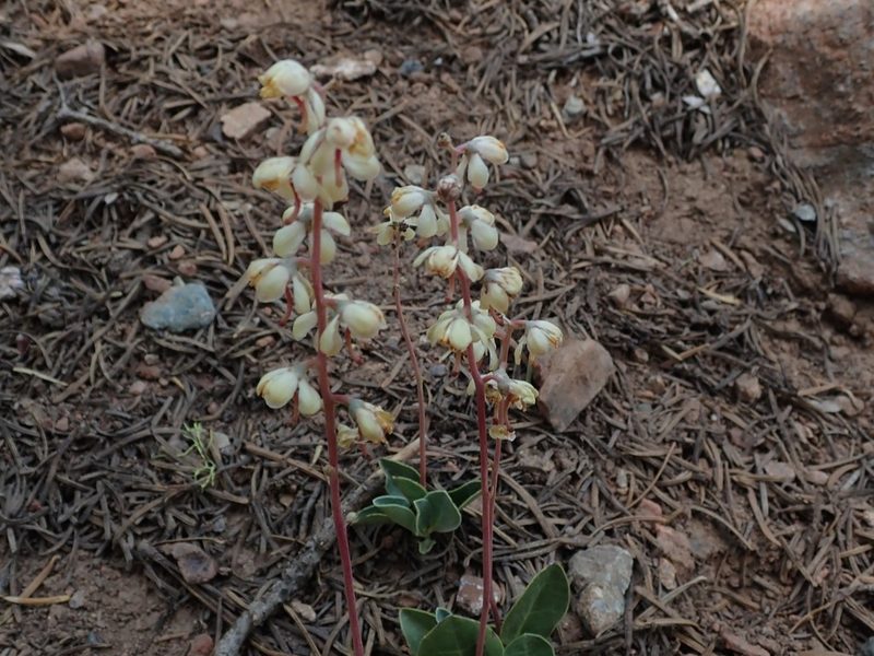 Pyrola dentata, photographed by joergmlpts