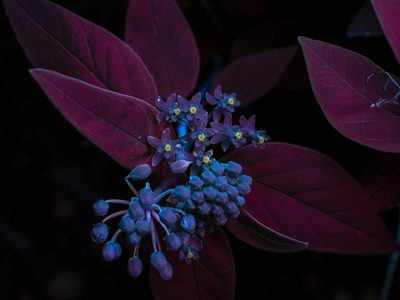 Asclepias texana, photographed by Michelle W. （鍾偉瑋）