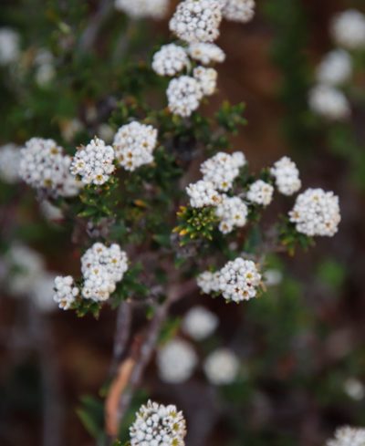 Phylica callosa, photographed by Tony Rebelo
