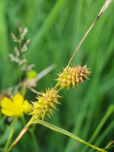 Carex lepidocarpa, photographed by Jonathan Hughes