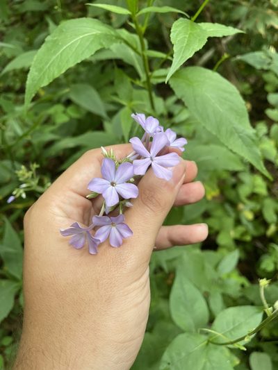 Phlox amplifolia, photographed by Brandon Wheeler