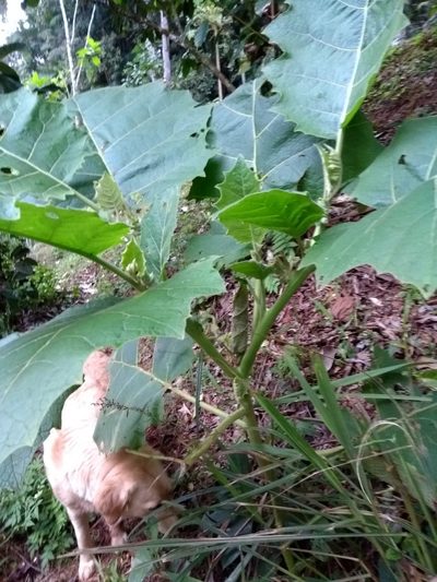Solanum sessiliflorum, photographed by Cajá-manga