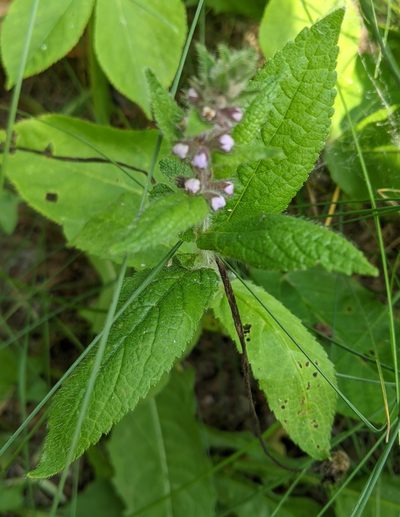 Stachys pilosa, photographed by Ben Keen