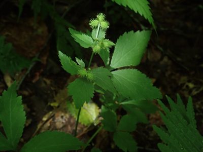 Sanicula trifoliata, photographed by Lynn Harper