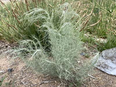 Artemisia filifolia, photographed by Reid Hardin