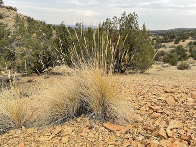 Leymus cinereus, photographed by Bobby McCabe