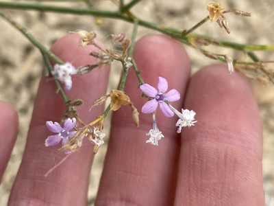 Aliciella haydenii