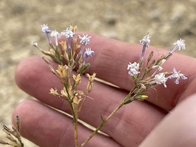 Aliciella haydenii, photographed by Bobby McCabe