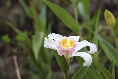 Sobralia powellii, photographed by Andrés Ramírez-Barrera