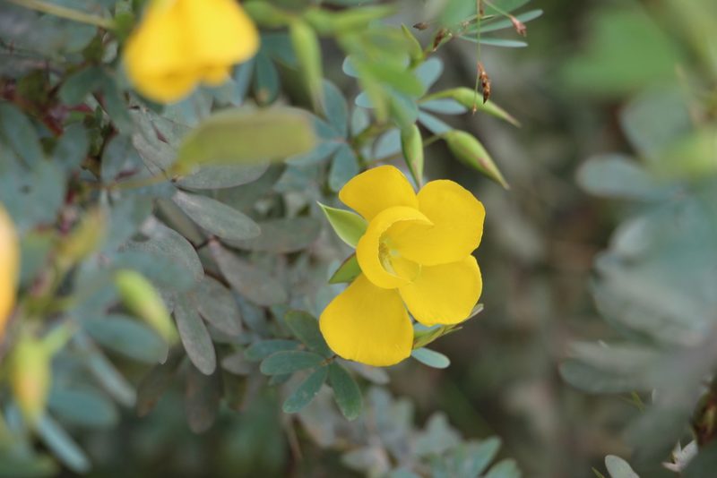 Chamaecrista desvauxii, photographed by Andrés Ramírez-Barrera