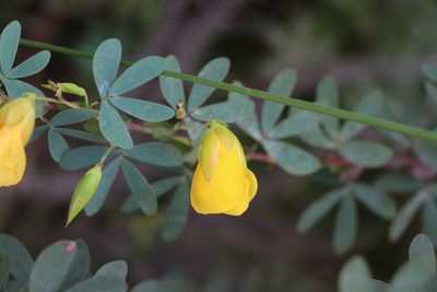 Chamaecrista desvauxii, photographed by Andrés Ramírez-Barrera