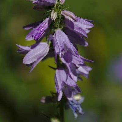 Campanula bononiensis, photographed by Иван Шихалев