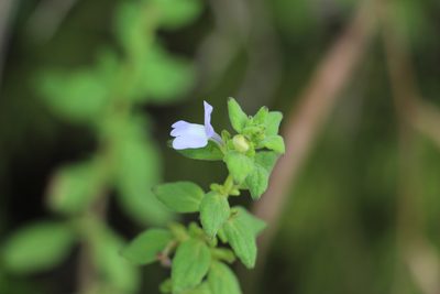 Matourea erecta, photographed by Andrés Ramírez-Barrera