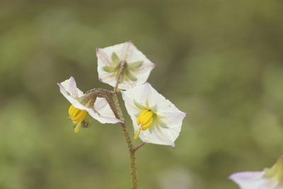 Solanum montanum, photographed by Ruth Gutiérrez Oliveros