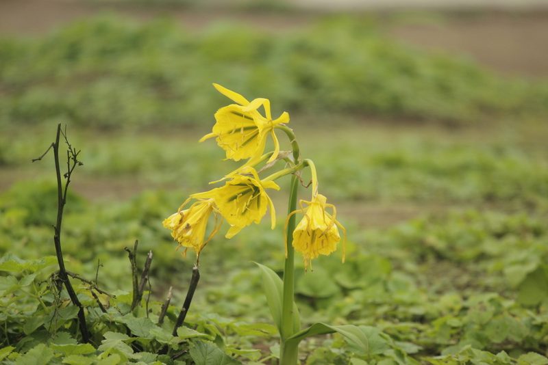 Ismene amancaes, photographed by Ruth Gutiérrez Oliveros
