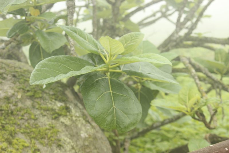 Vasconcellea candicans, photographed by Ruth Gutiérrez Oliveros