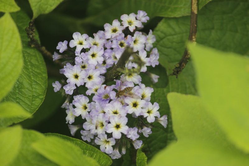 Heliotropium arborescens, photographed by Ruth Gutiérrez Oliveros