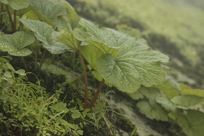 Begonia octopetala, photographed by Ruth Gutiérrez Oliveros