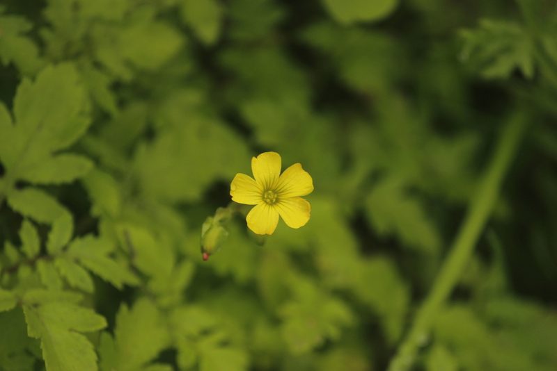 Oxalis megalorrhiza, photographed by Ruth Gutiérrez Oliveros