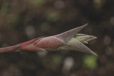 Tillandsia latifolia, photographed by Ruth Gutiérrez Oliveros