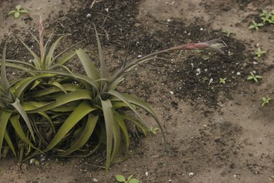 Tillandsia latifolia, photographed by Ruth Gutiérrez Oliveros