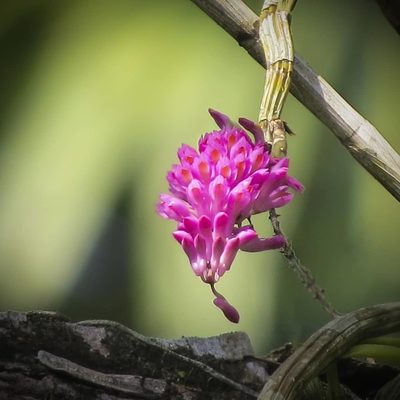 Dendrobium secundum, photographed by Paulmathi Vinod