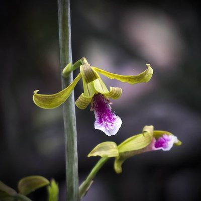 Eulophia epidendraea, photographed by Paulmathi Vinod