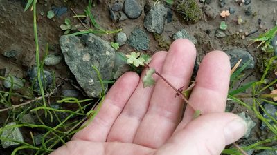 Saxifraga cernua, photographed by nina_nesterova