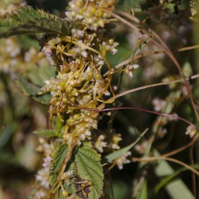 Cuscuta europaea, photographed by Иван Шихалев