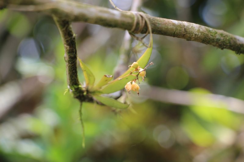 Trizeuxis falcata, photographed by Andrés Ramírez-Barrera