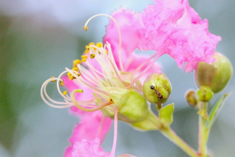 Lagerstroemia indica, photographed by Agnes Trekker