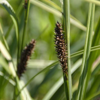 Carex riparia, photographed by Иван Шихалев