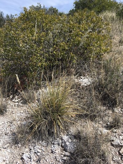 Muhlenbergia emersleyi, photographed by Cecelia Alexander
